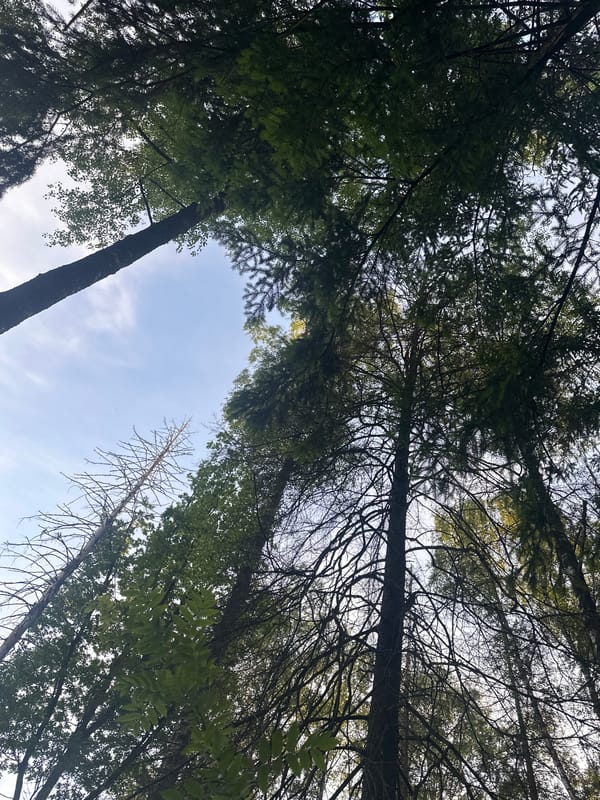 Afternoon walk through Fryazino woods captures cyclist on trail