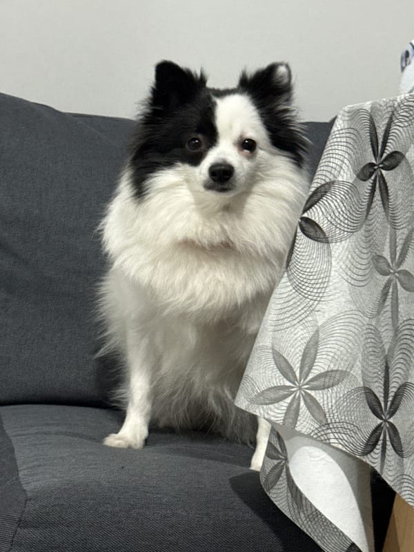 Quiet indoor moments with pet and portrait captured in Bulgaria