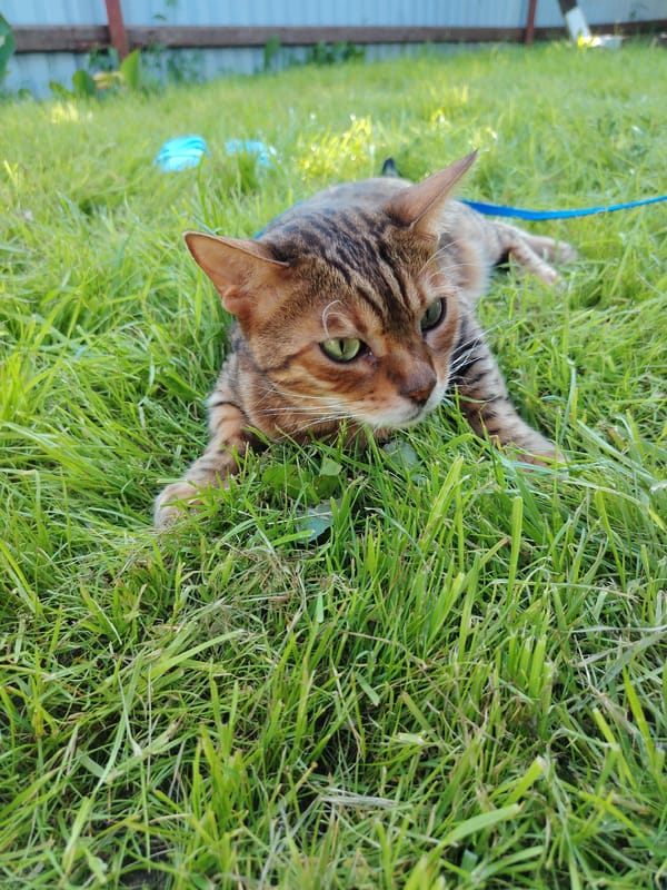 Lazy summer afternoon cookout in a Syktyvkar backyard