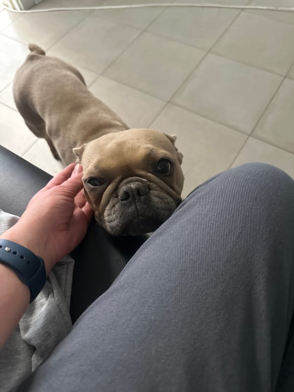 Pet owner and French Bulldog share quiet moments at home