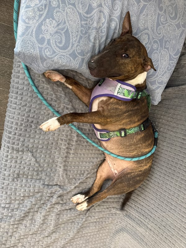 Bull terrier rests indoors while receiving care from owner