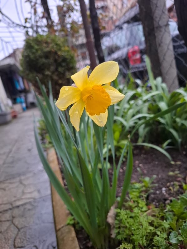 Water-kissed daffodil blooms in Varna spring garden