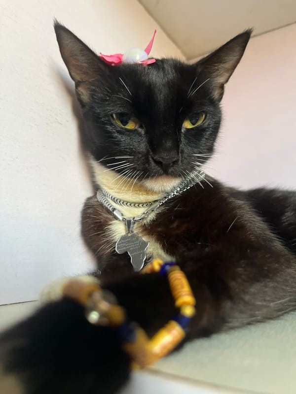 Collared tuxedo cat photographed repeatedly in Nkpor Nigeria
