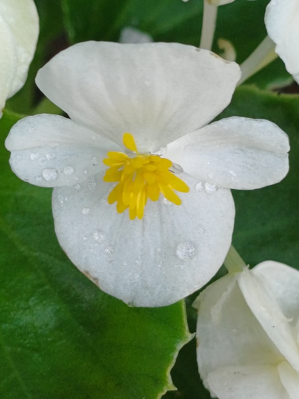 Riga garden flowers after the rain, summer bloom