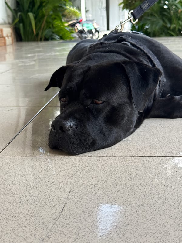 Everyday moments captured across Ubud District during early morning hours