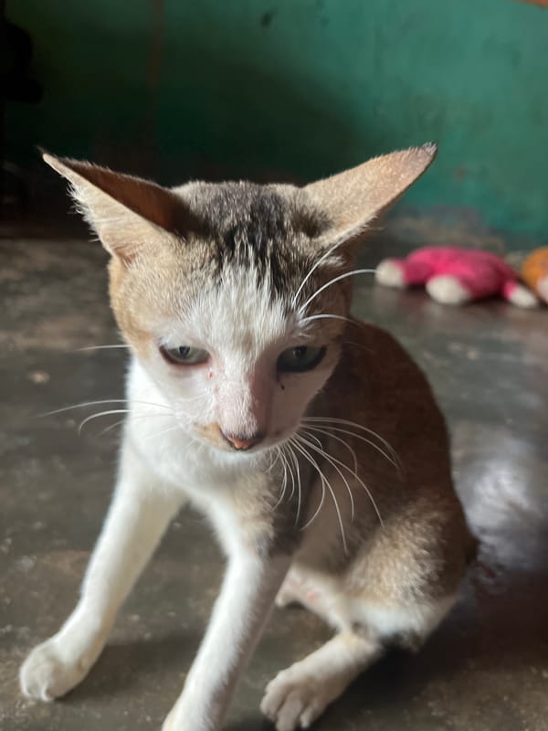 Morning domestic scenes in Kruengmate: fish prep and a fed cat