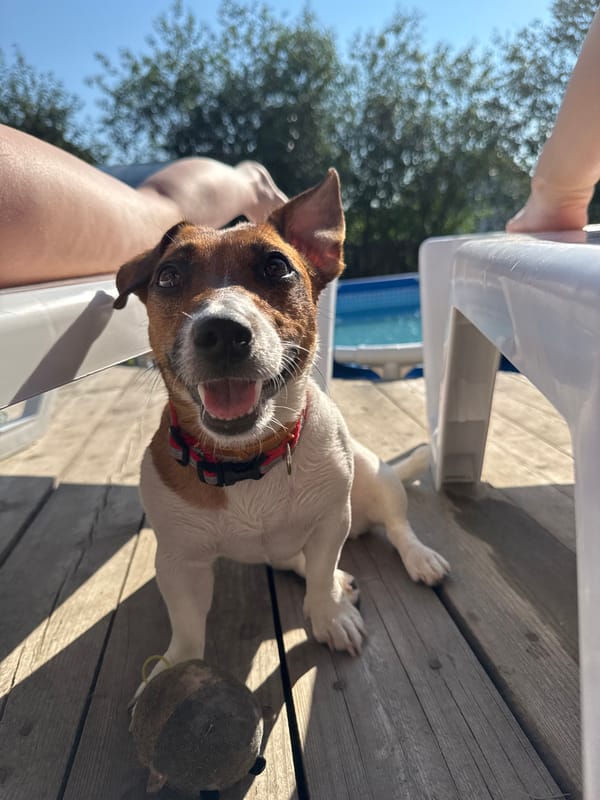 Backyard summer afternoon with a pool and a dog in Votkinsk