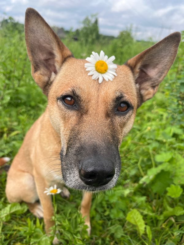 Dogs, daisies, and cats in a Nizhny Tagil backyard setting