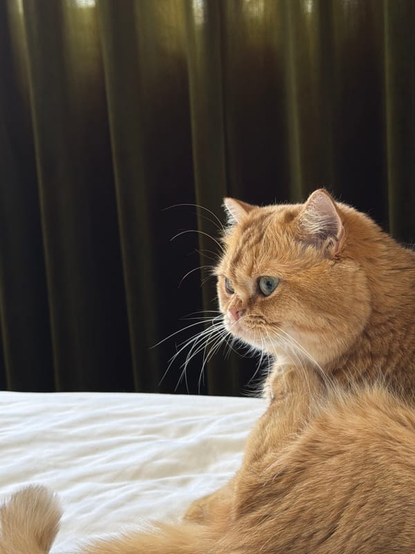 Early morning with orange cat in Đà Nẵng apartment