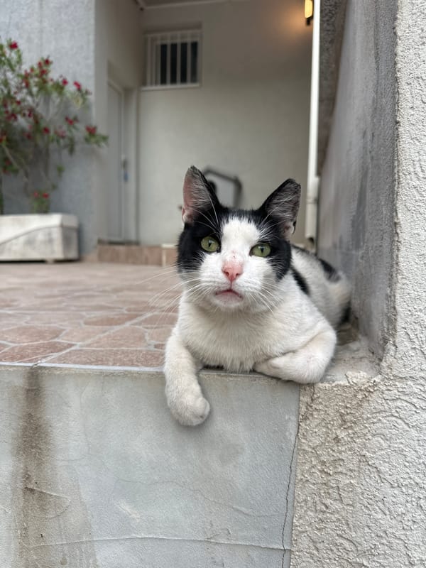 Cats, clouds, and quiet streets at dusk in Budva