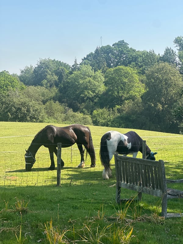 Quiet morning moments captured in Tunbridge Wells countryside