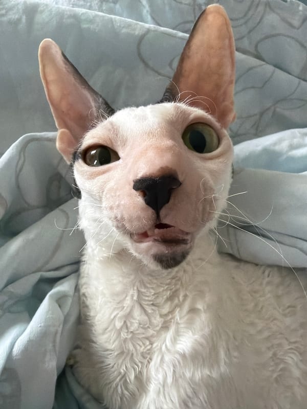 Cornish Rex cats, flower bouquets, and one city palm