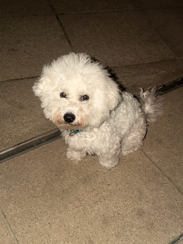 White dog spotted in Neumünster plaza during evening hours