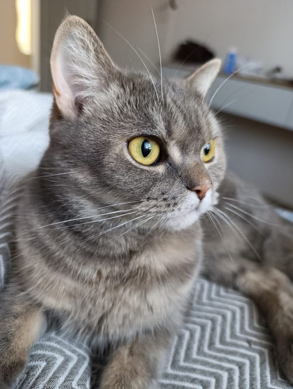 Woman photographs herself with gray tabby cat in Chaikovsky bedroom