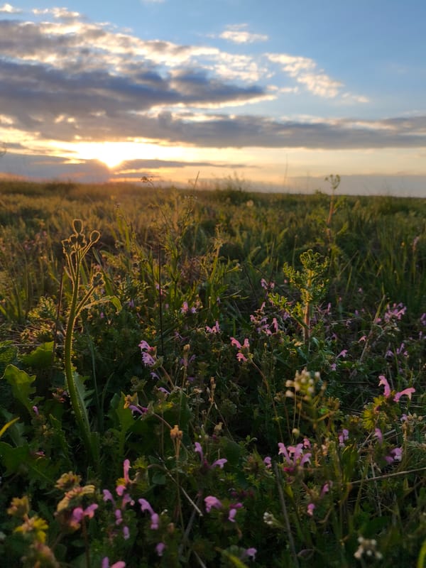 Sunset observed over field in Kryvyi Rih, Ukraine