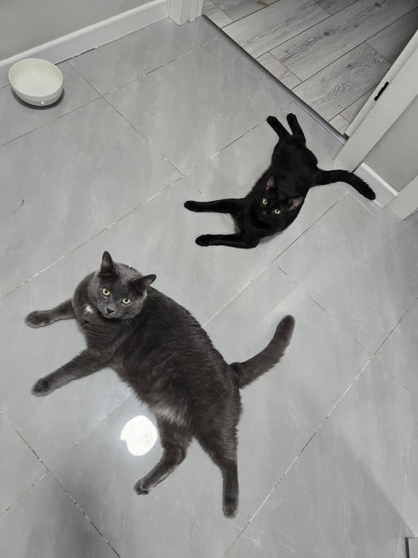 Two cats chilling on a tiled floor in Almaty