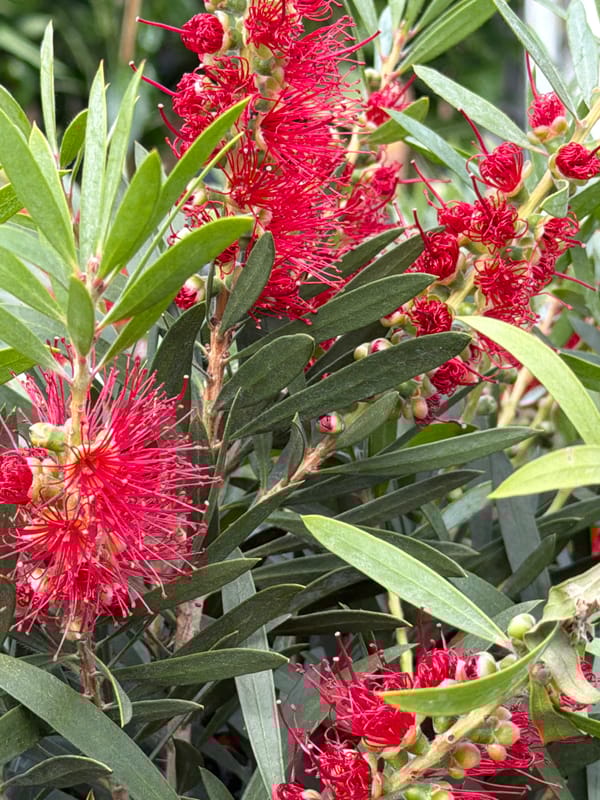 Spring blooms documented in Junglinster gardens