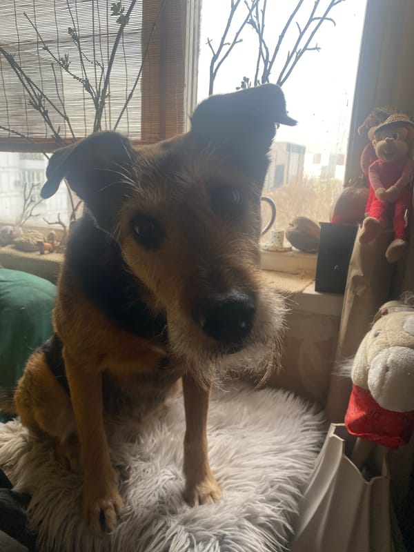 Dog rests on cushion by window in Moscow home