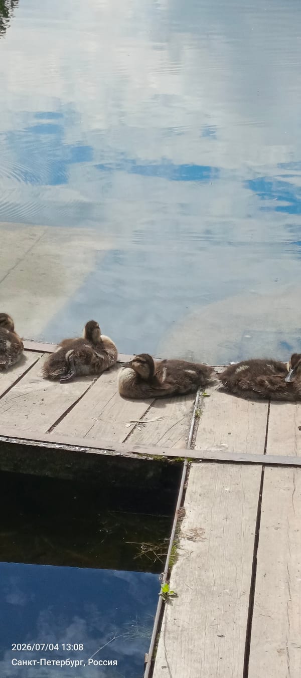 Ducklings rest on a Peterhof pier, Trinity Cathedral reflected behind
