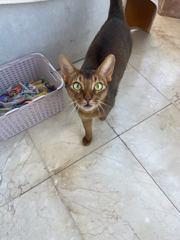 Abyssinian cat poses around a balcony apartment