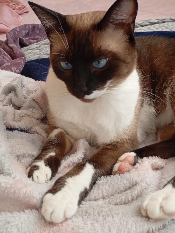 Siamese cat relaxing on blankets, Batumi home