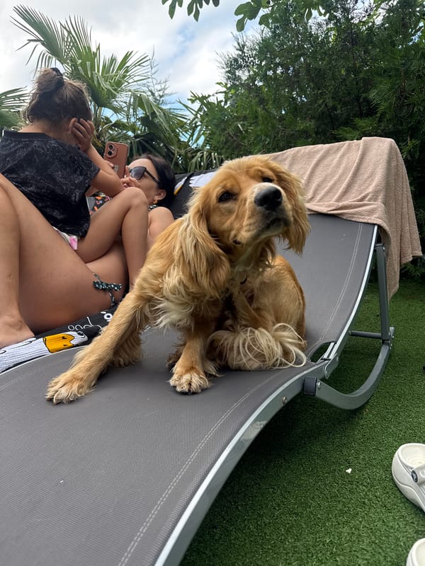 Family pool day with golden dog and outdoor fun