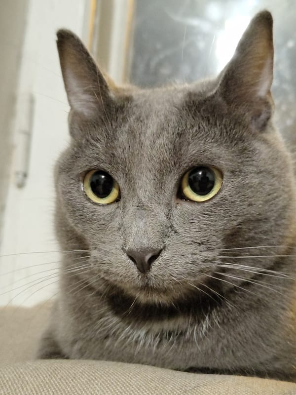 Cat portrait session captures multiple breeds and personalities