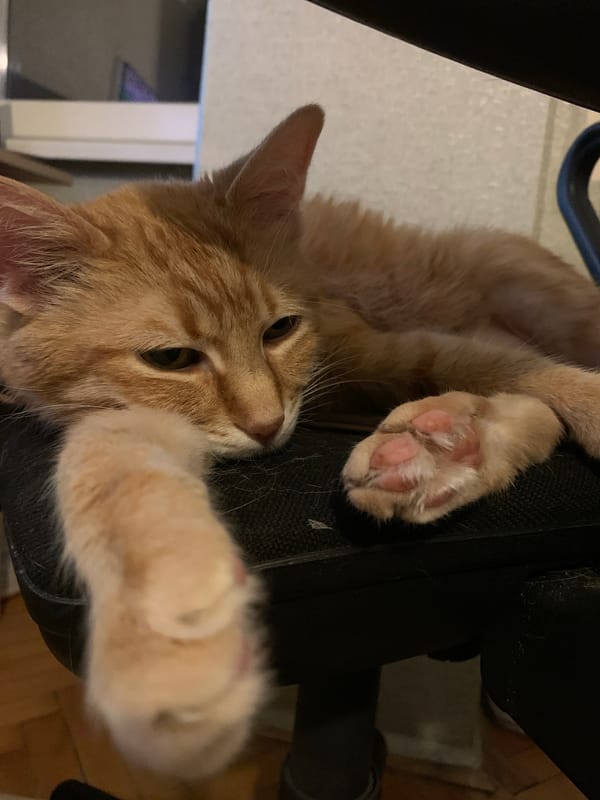 Orange tabby naps on office chair in Stara Zagora