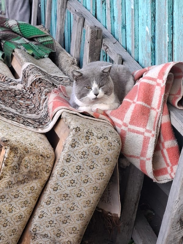 Quiet morning moments with cat documented in Kokshetau, Kazakhstan