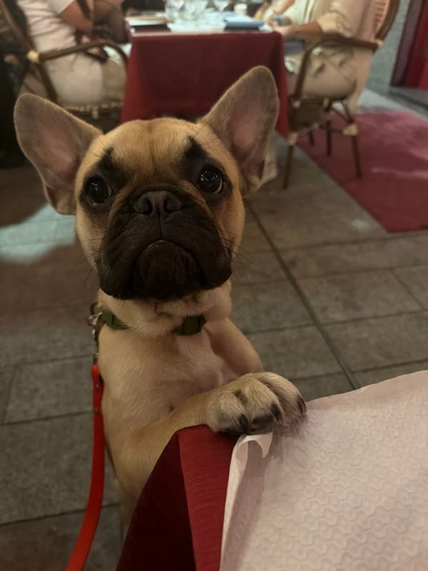 French Bulldog joins dinner at Milan restaurant