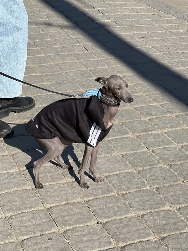Dog and Presidential Book Display Captured in Minsk