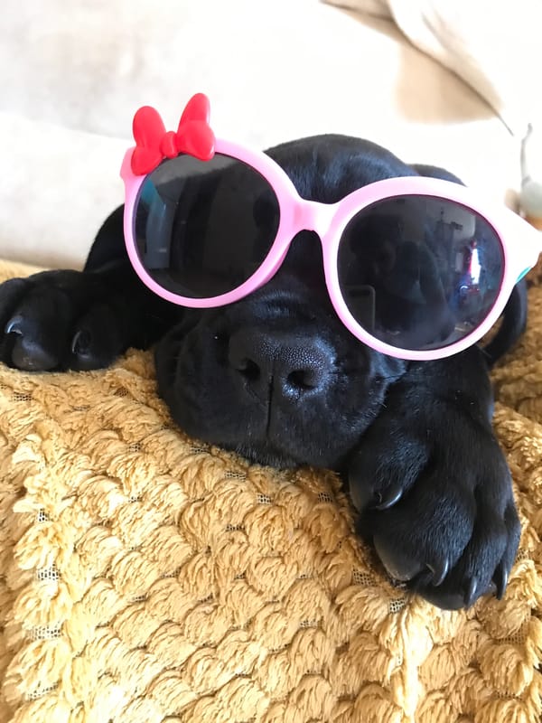 Black puppy spotted resting on blankets in Lima