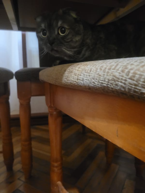 Pet moments captured indoors in Izhevsk