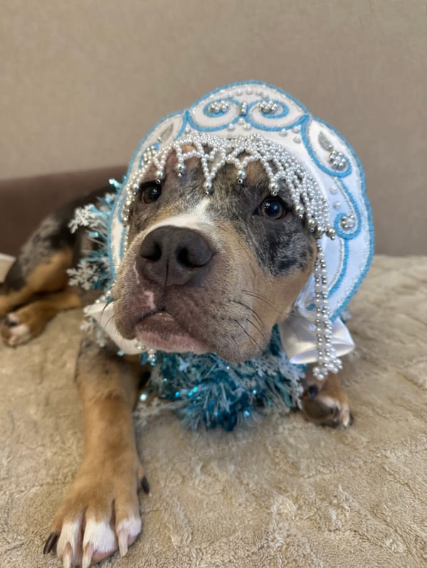 Pet owner documents winter day with merle bully dog