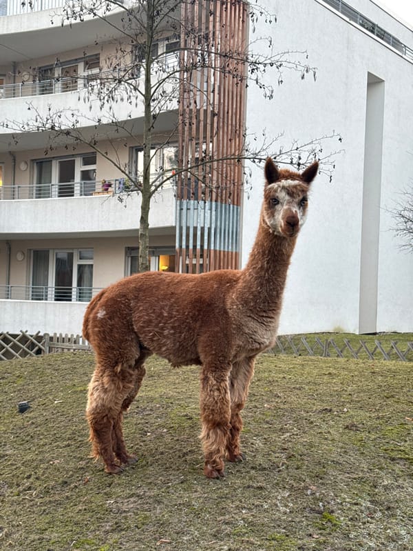 Alpaca spotted in residential area of Berlin