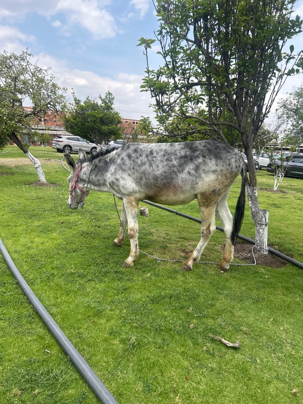 Gray horse grazes in urban grassy area
