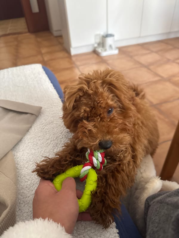 Morning playtime with curly-haired dog in Sutomore home