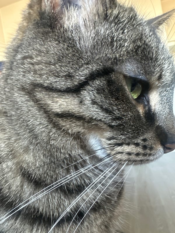 Tabby cat photographed in portrait session in Châtenay-Malabry