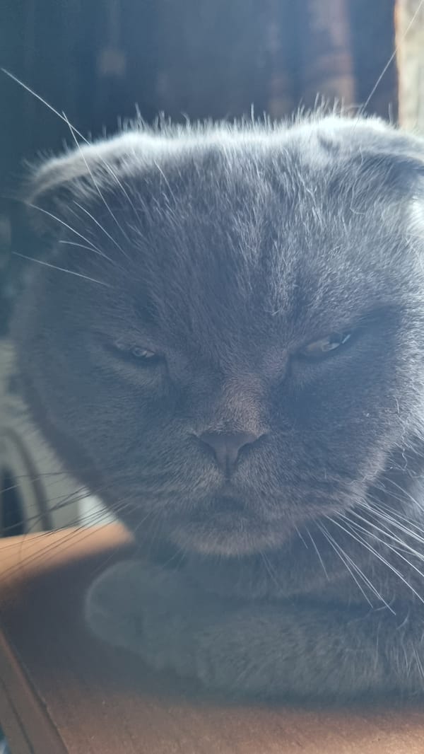 Lazy summer morning with a Scottish Fold cat in Vysokoe