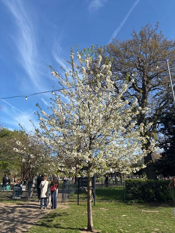 Spring afternoon documented in London park with blossoming trees