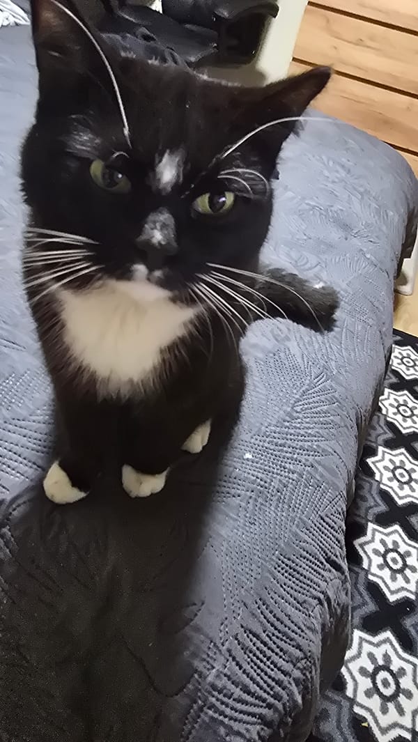 Cat rests on blanket in Helmond home