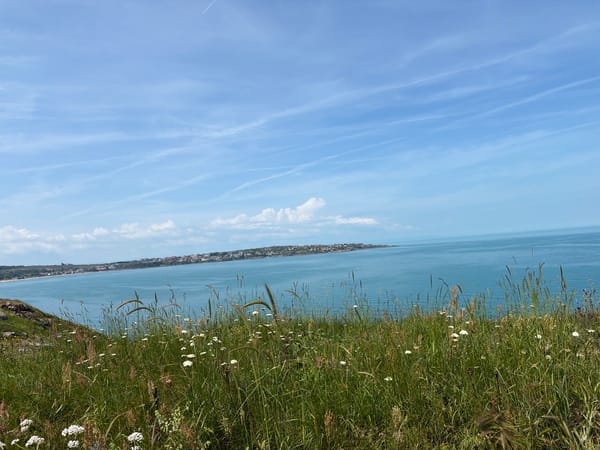 Coastal wildflower meadows documented during sunny spring morning