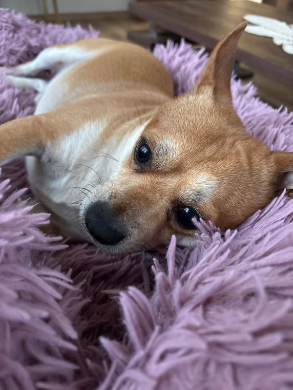 Pet Chihuahua photographed at home in Kuklen, Bulgaria