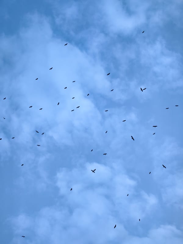 Birds spotted flying over overcast skies in Bulgaria