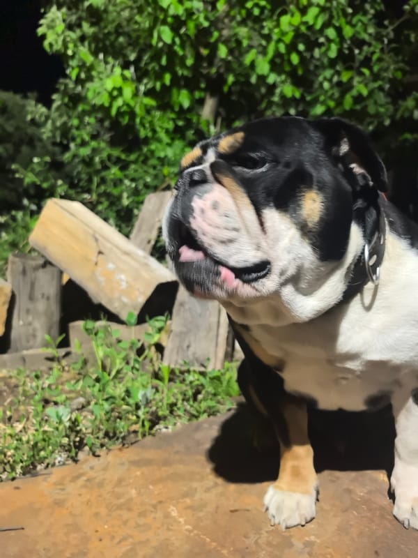 English bulldog spotted resting outdoors in Noviy, Russia