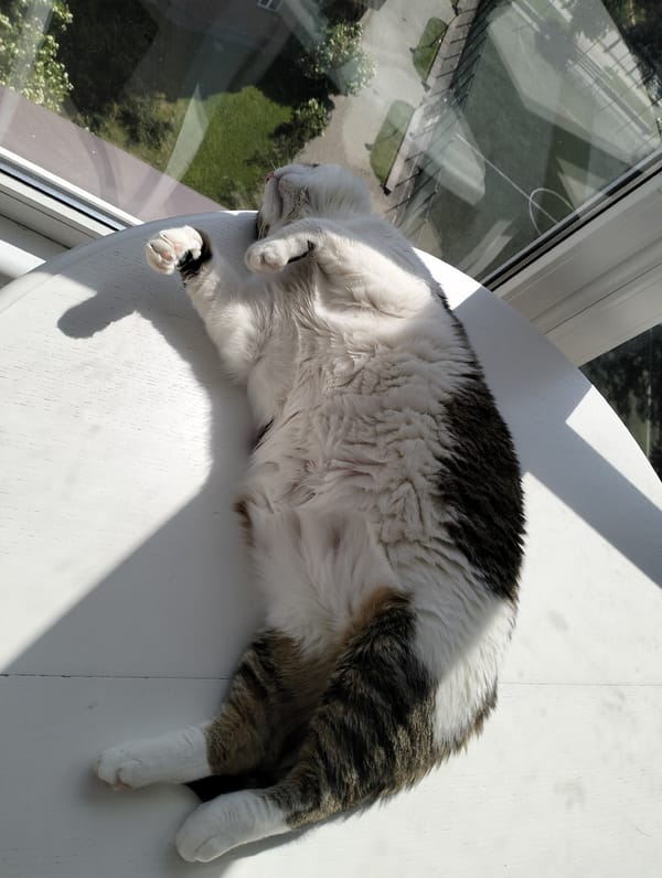 Woman takes selfies while cat lounges in Krykhivtsi home