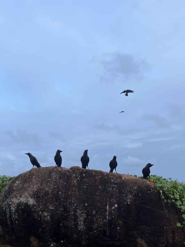 Birds flock along Thalaramba's rocky coastal shoreline