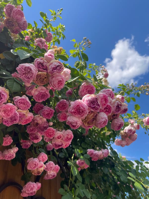 Morning garden and market scenes documented in Tikhoretsk, Russia