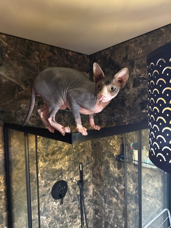 Sphynx Cat Explores Bathroom Fixtures in Ukrainian Home