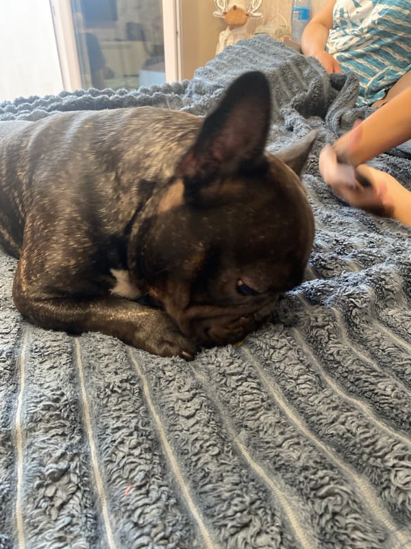 Lazy morning with a French Bulldog in Kamianske